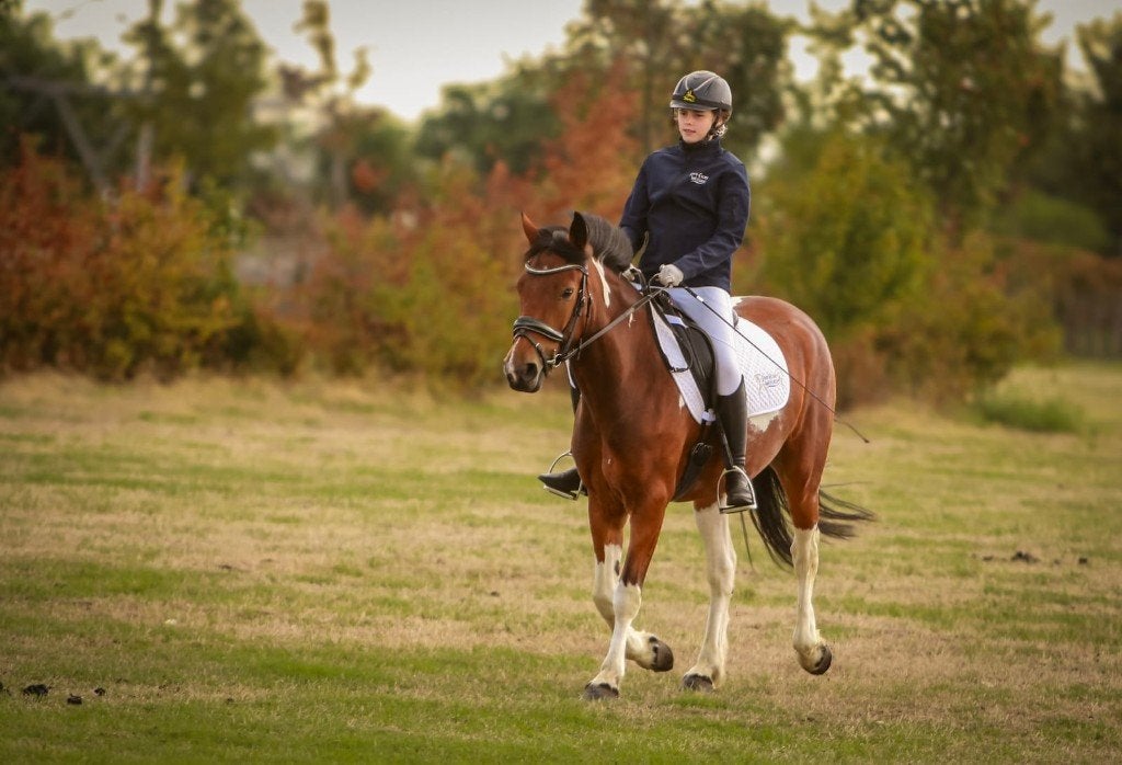 D-pony – leuk project voor een ervaren ruiter, Dieren en Toebehoren, Merrie, B, D pony (1.37m tot 1.48m), 7 tot 10 jaar