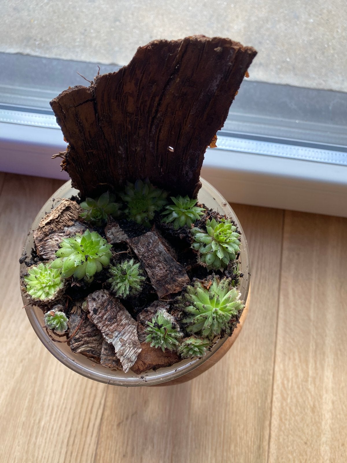 Vetplantjes met shors (goed geworteld), Huis en Inrichting, Ophalen, Vetplant, In pot, Minder dan 100 cm