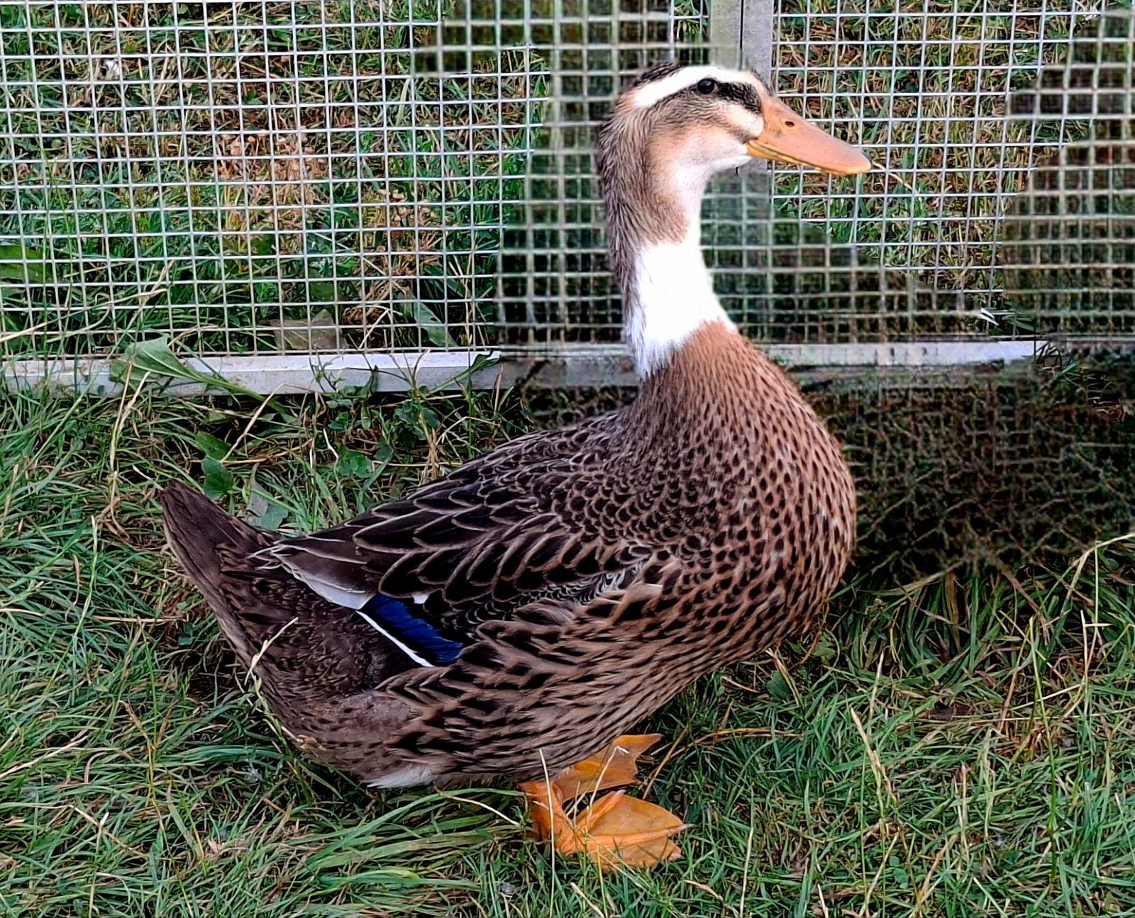 Rouaan eenden, Plusieurs animaux, Canard