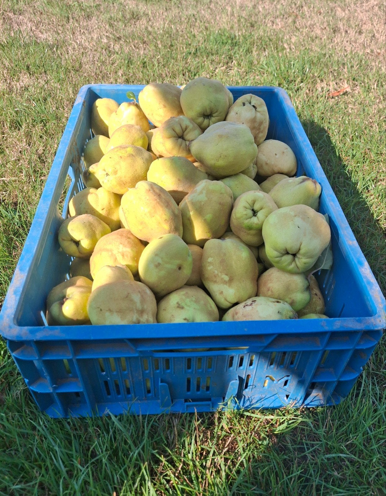 Fruit uit eigen boomgaard, Ophalen