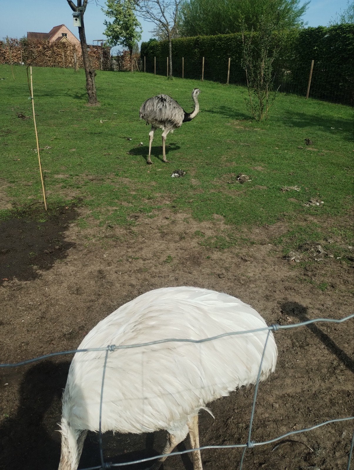 nandoes, Meerdere dieren, Tam