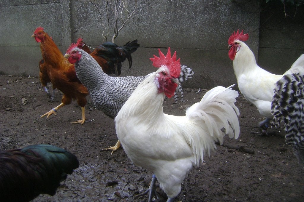 Poule de Bresse : Haan + 4 hennen, Dieren en Toebehoren, Meerdere dieren, Kip