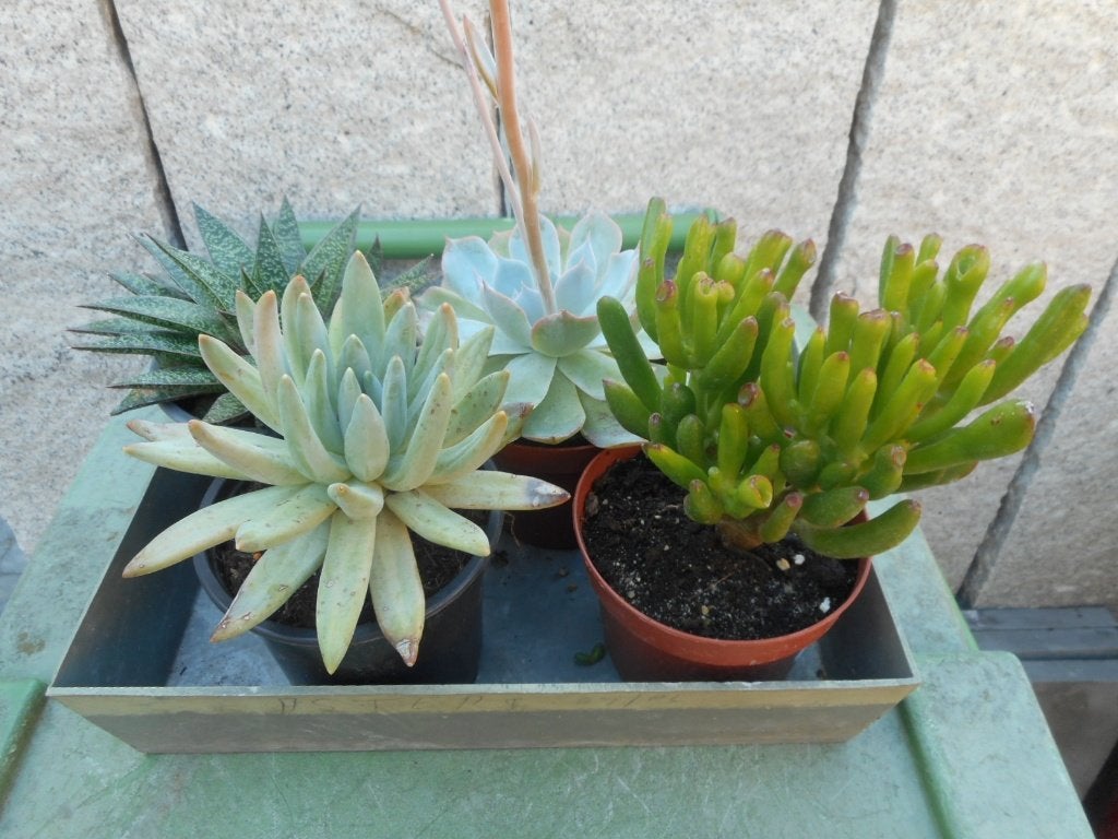 Planten, Tuin en Terras, Ophalen of Verzenden, Vaste plant, Overige soorten, Halfschaduw