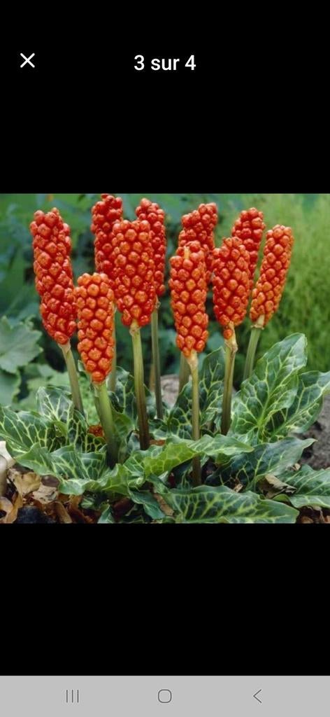 Fleur vivace, Enlèvement