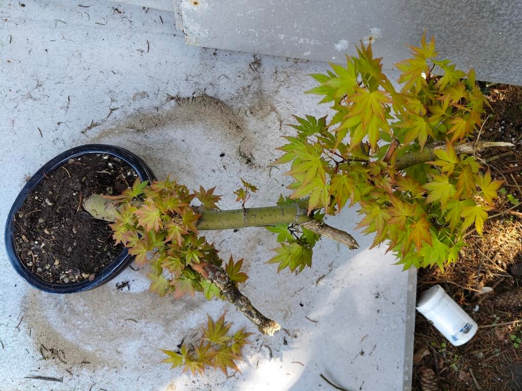 Japanse esdoorn pré bonsai, Ophalen