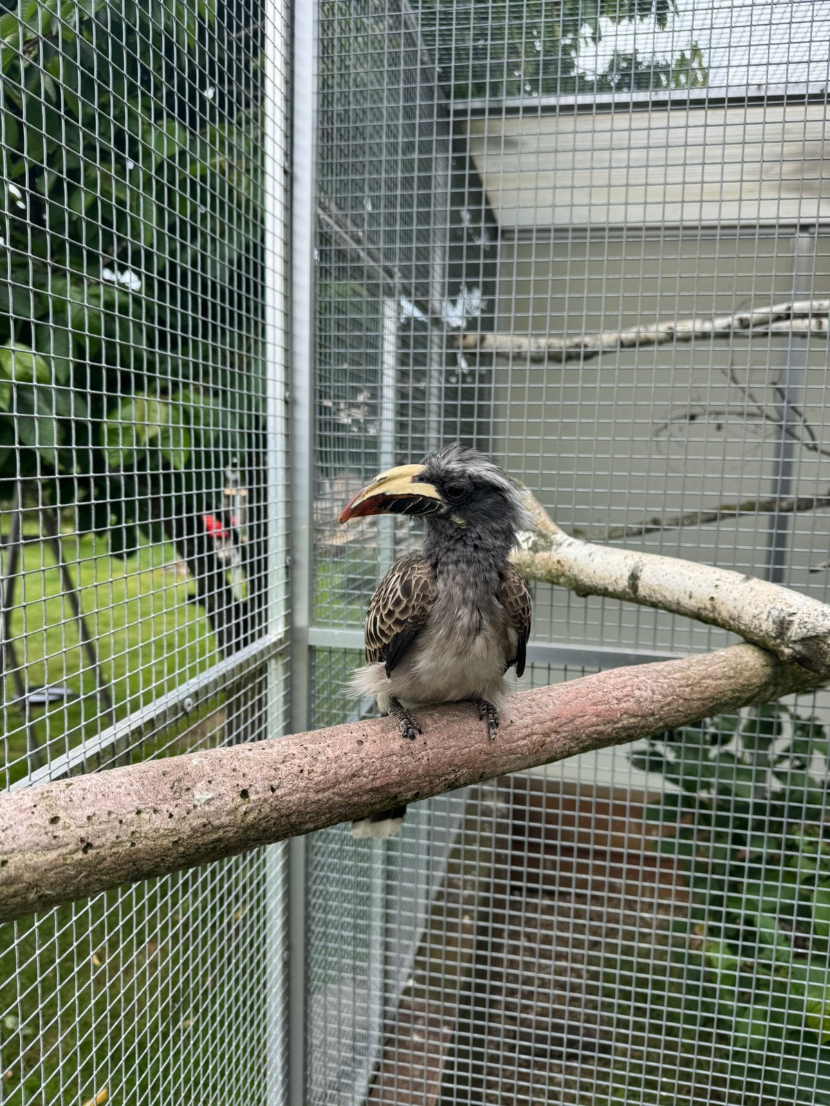 Grijze tokken ( tockus nasutus) koppel, Meerdere dieren, Geringd