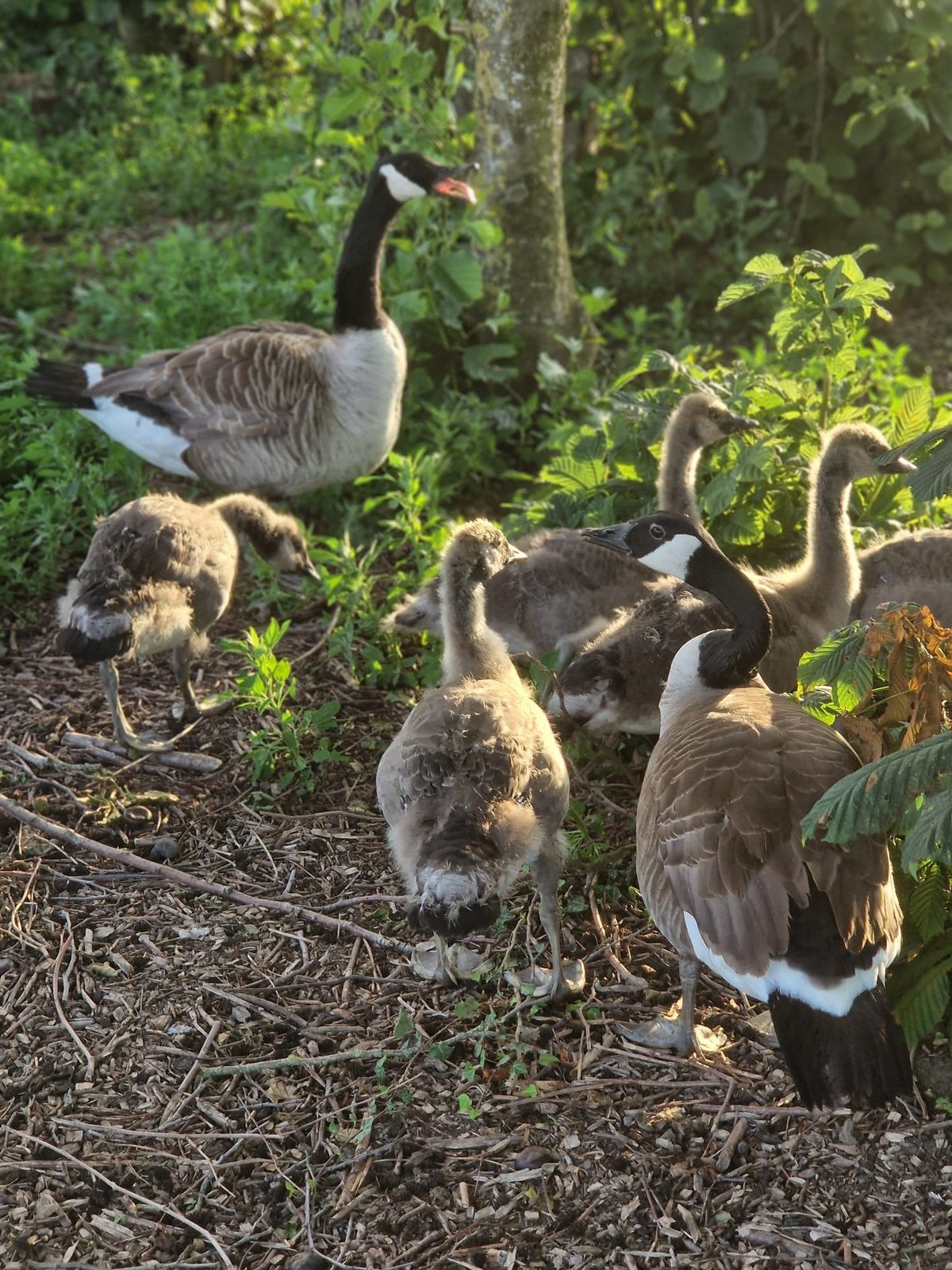 Canadeense ganzen, Dieren en Toebehoren, Pluimvee, Meerdere dieren, Gans of Zwaan