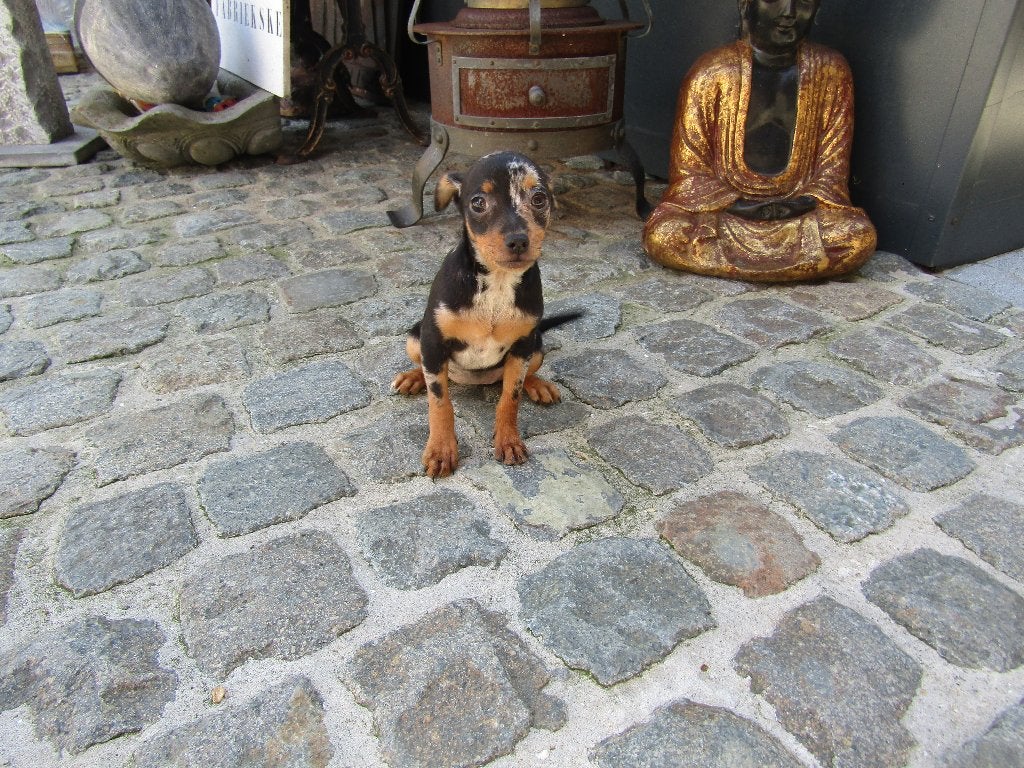 Pinscher puppy's teefjes, Dieren en Toebehoren, België, 15 weken tot 1 jaar, Overige rassen, Teef