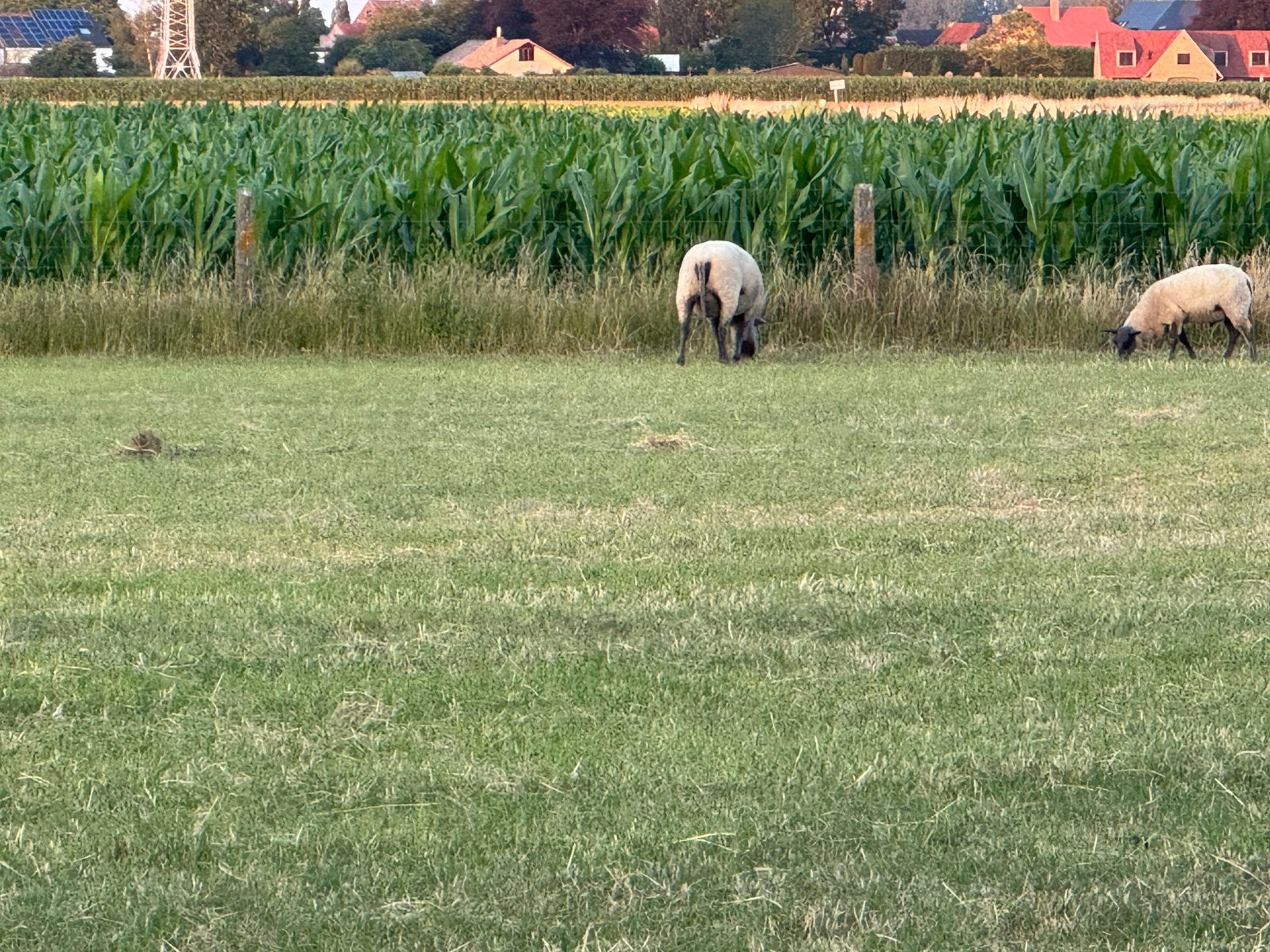 Agneaux bleus du Maine, Plusieurs animaux, Mouton, 0 à 2 ans