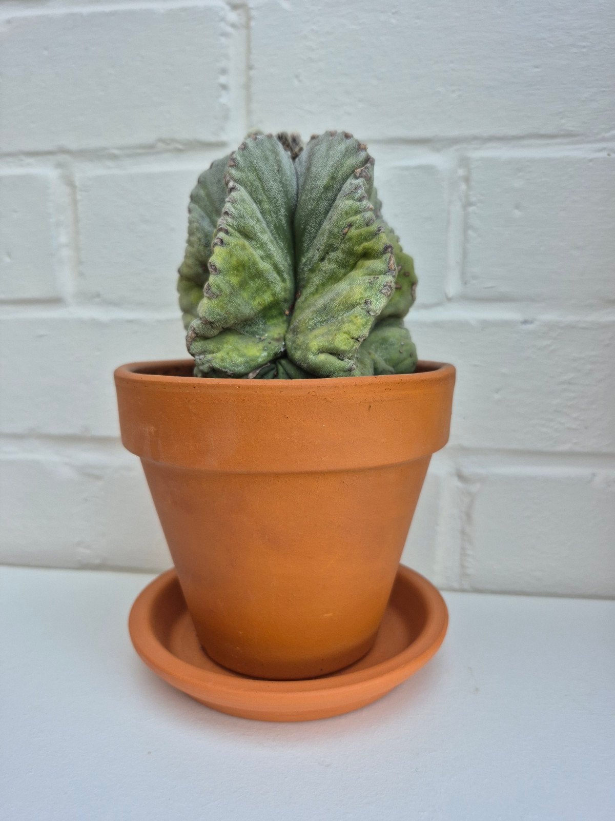 Cactus, Huis en Inrichting, Ophalen, Cactus