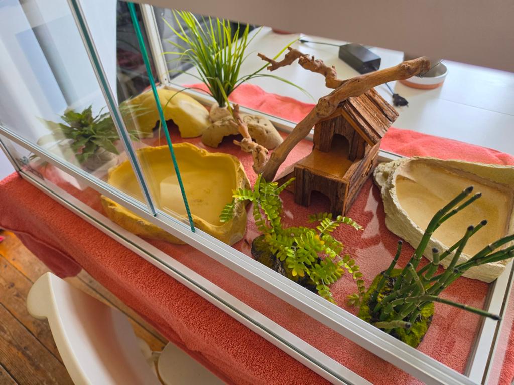 Terrarium, Dieren en Toebehoren, Ophalen, Zo goed als nieuw, Terrarium of Paludarium