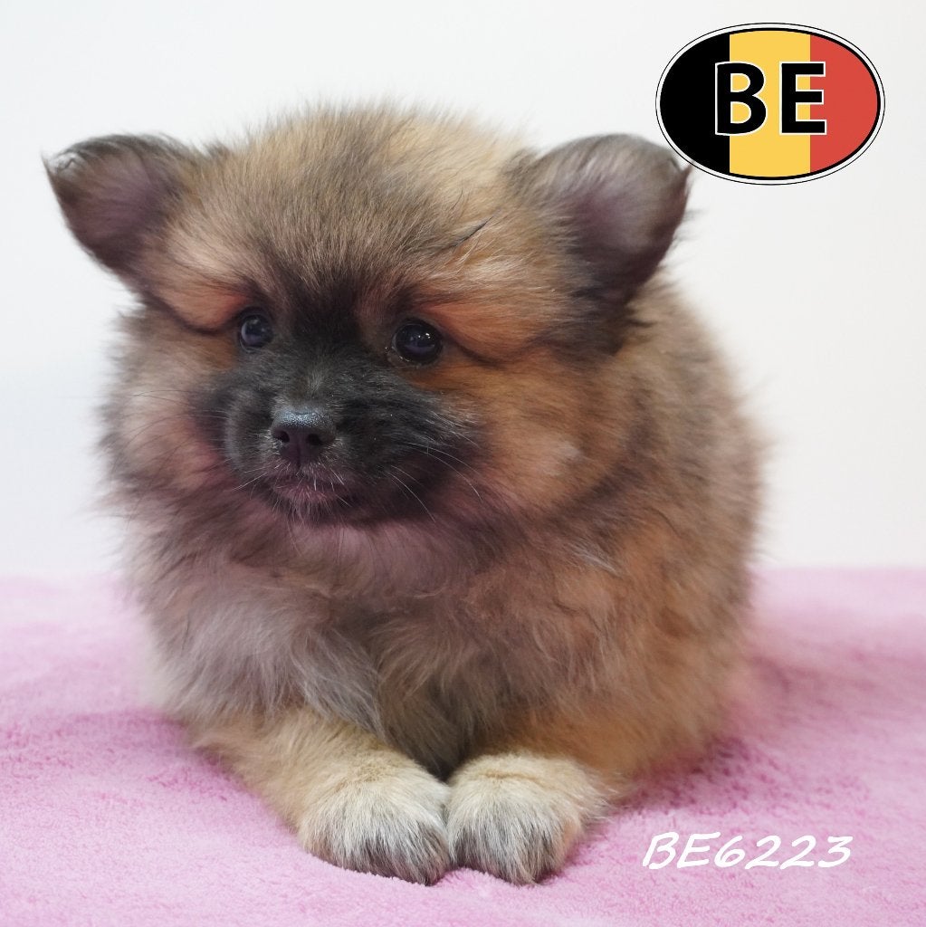 Keesjes - Chiots à l'esprit éveillé à vendre, Animaux & Accessoires, Chiens | Huskys, Loulous & Types primitifs, Commerçant, Loulou