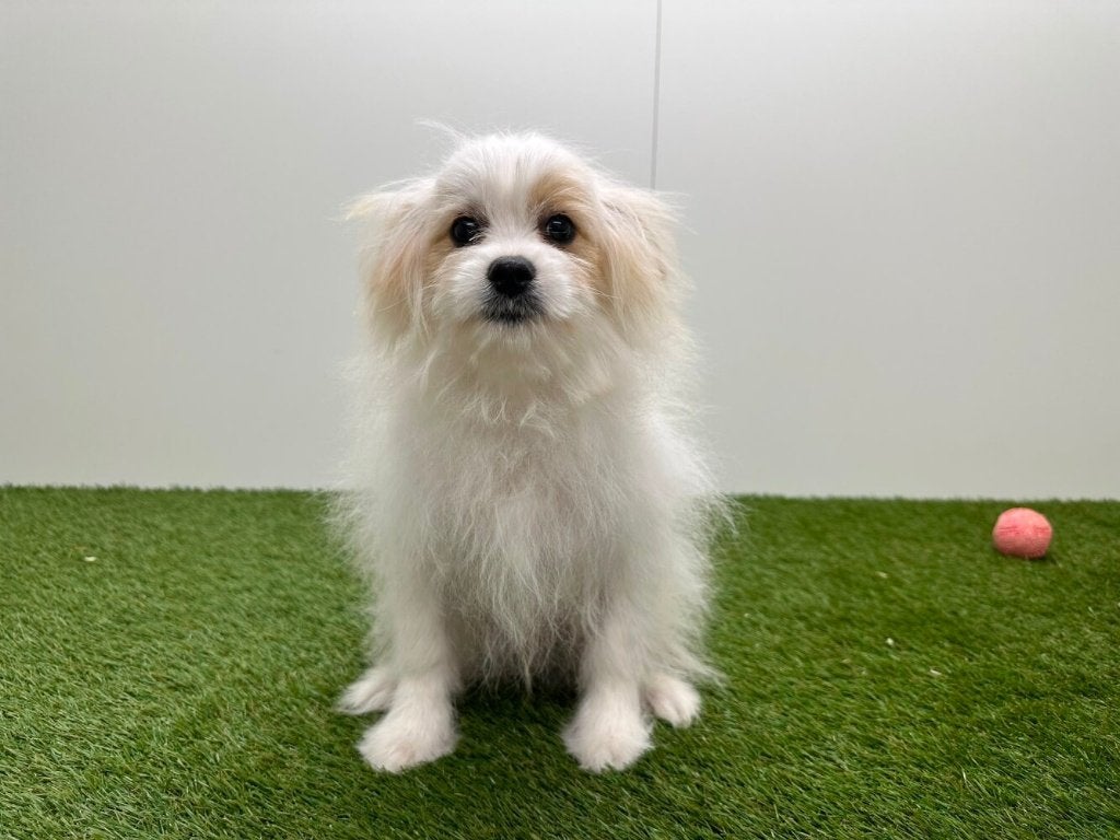 Pom Frisé puberpups (Bichon Frisé x Pomeriaan), Dieren en Toebehoren, België, 15 weken tot 1 jaar, CDV (hondenziekte), Meerdere