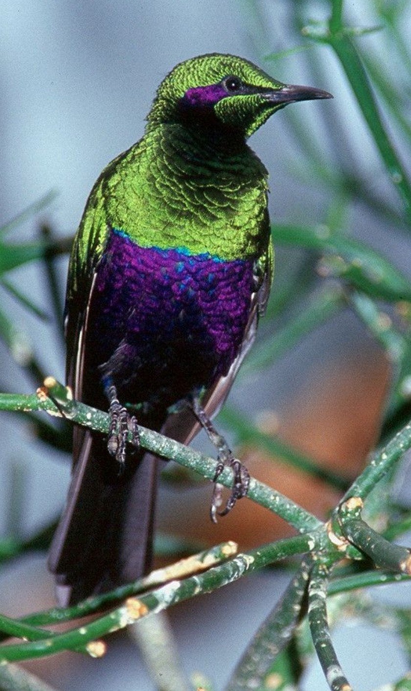 emeraldspreeuw