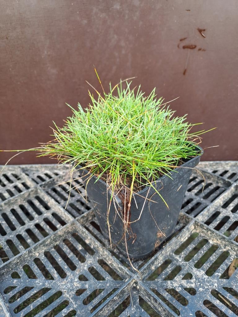 Festuca gauttieri, Tuin en Terras, Ophalen