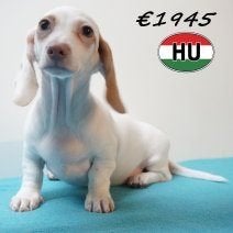 Teckel pups te koop - Piebald wondertjes vol leven, Dieren en Toebehoren, Honden | Teckels en Dashonden, Meerdere dieren, Korthaar