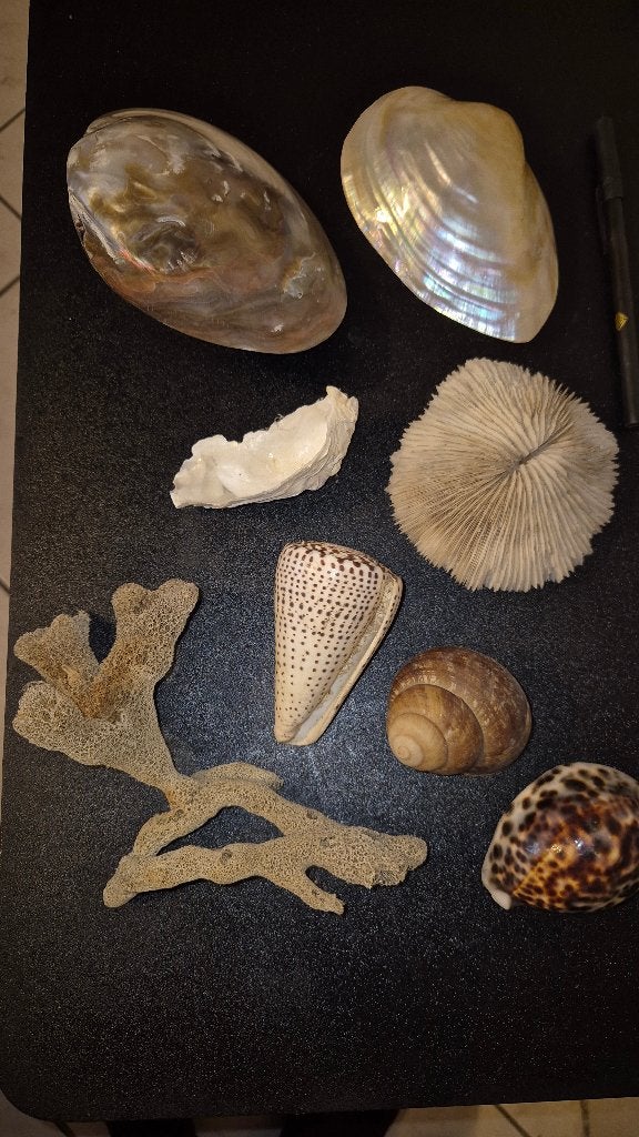Collection de coquillages, de fossiles et d'autres., Enlèvement ou Envoi, Comme neuf, Autres, Autres types