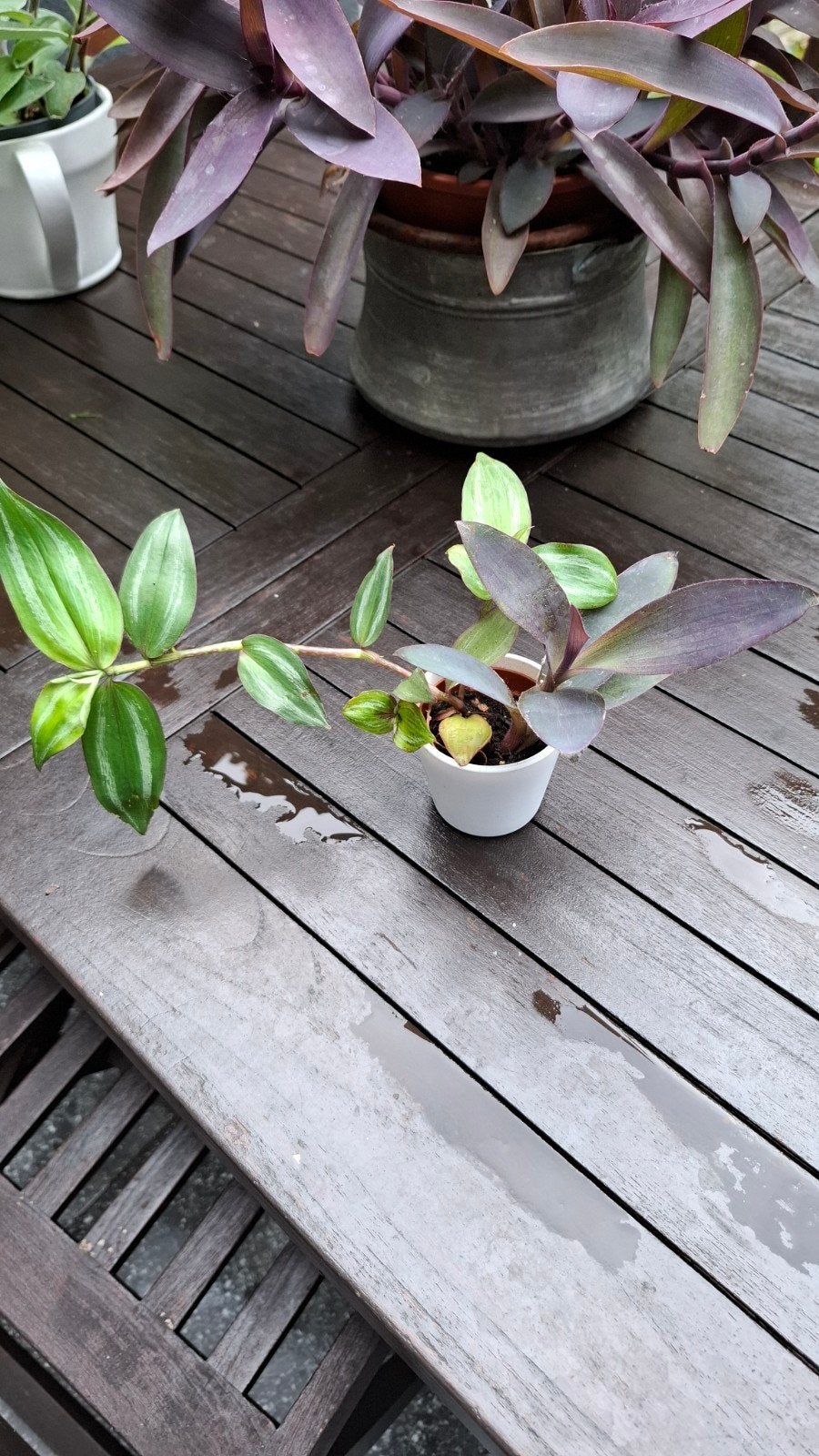 Tradescantia,  Misère, Enlèvement