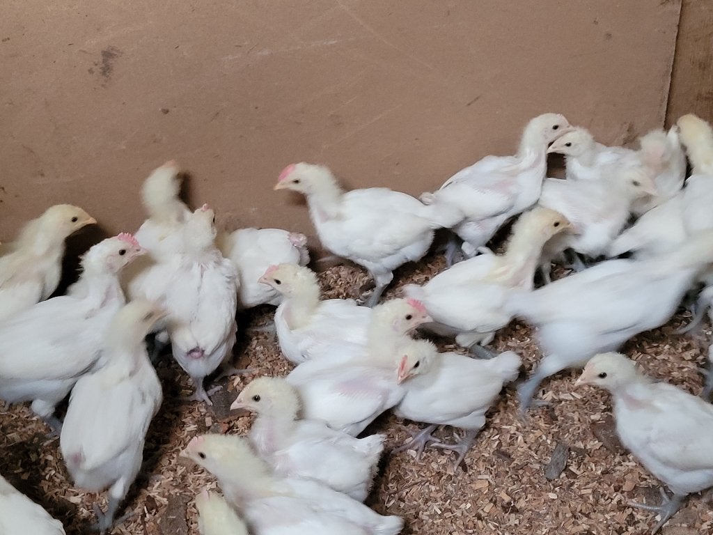 Kuikens Poule de Bresse