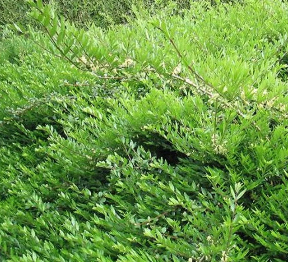 Lonicera nitida elegant, Ophalen
