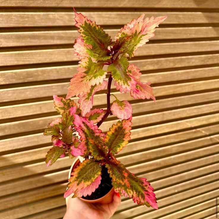 Coleus Berit x Amazonia, Enlèvement ou Envoi