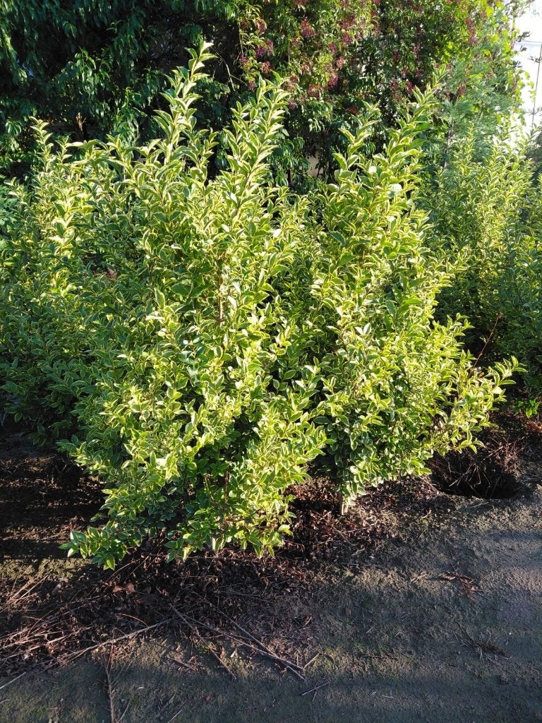 Ligustrum ovalifolium 'aureum', Enlèvement