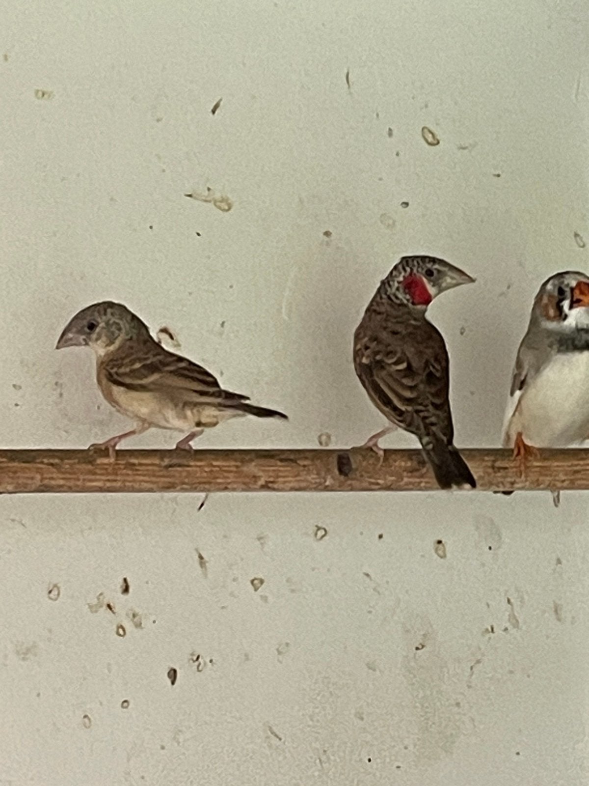 Koppel bandvinken, Dieren en Toebehoren