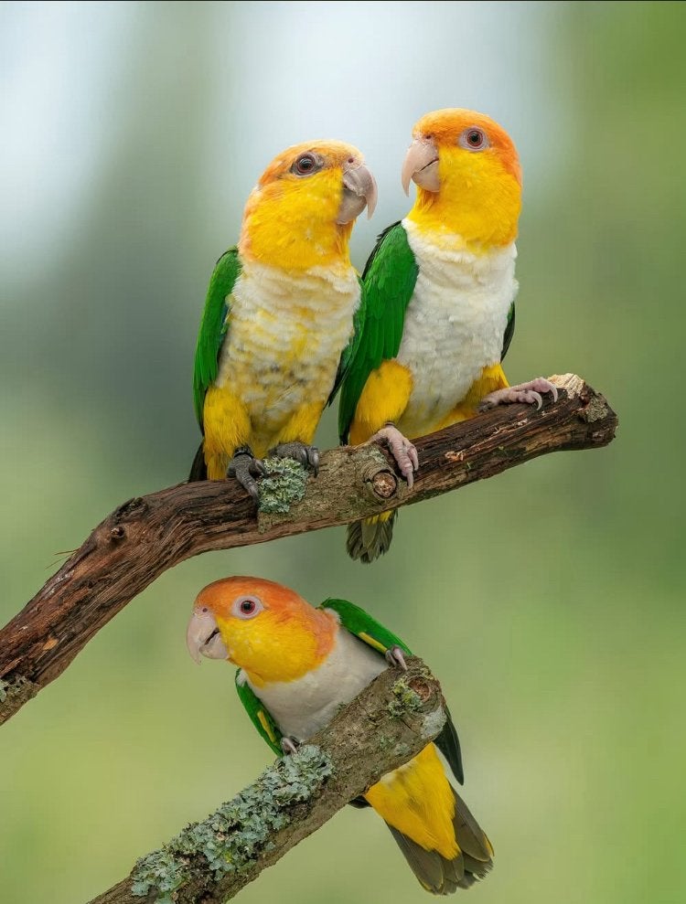 2 kweekkoppels roeskopcaique VERKOCHT, Dieren en Toebehoren
