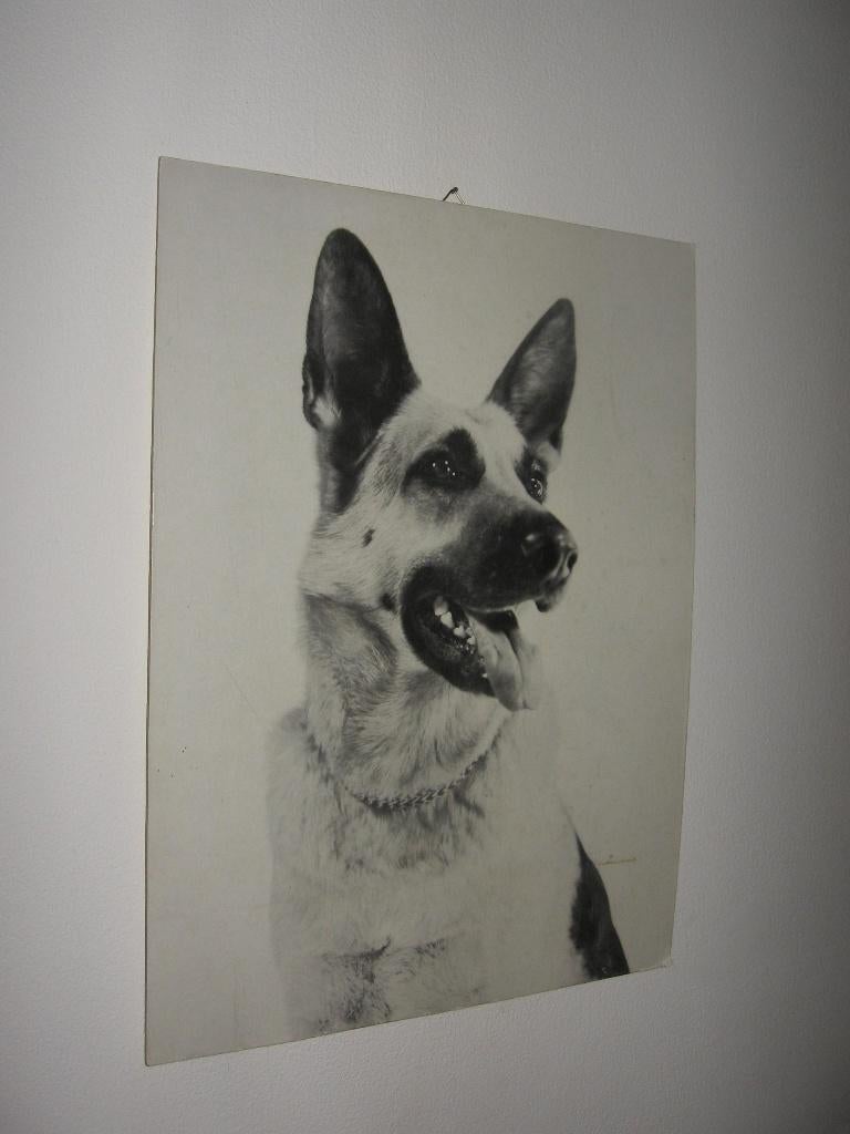 Photo en carton de berger allemand noir et blanc., Enlèvement ou Envoi, Comme neuf