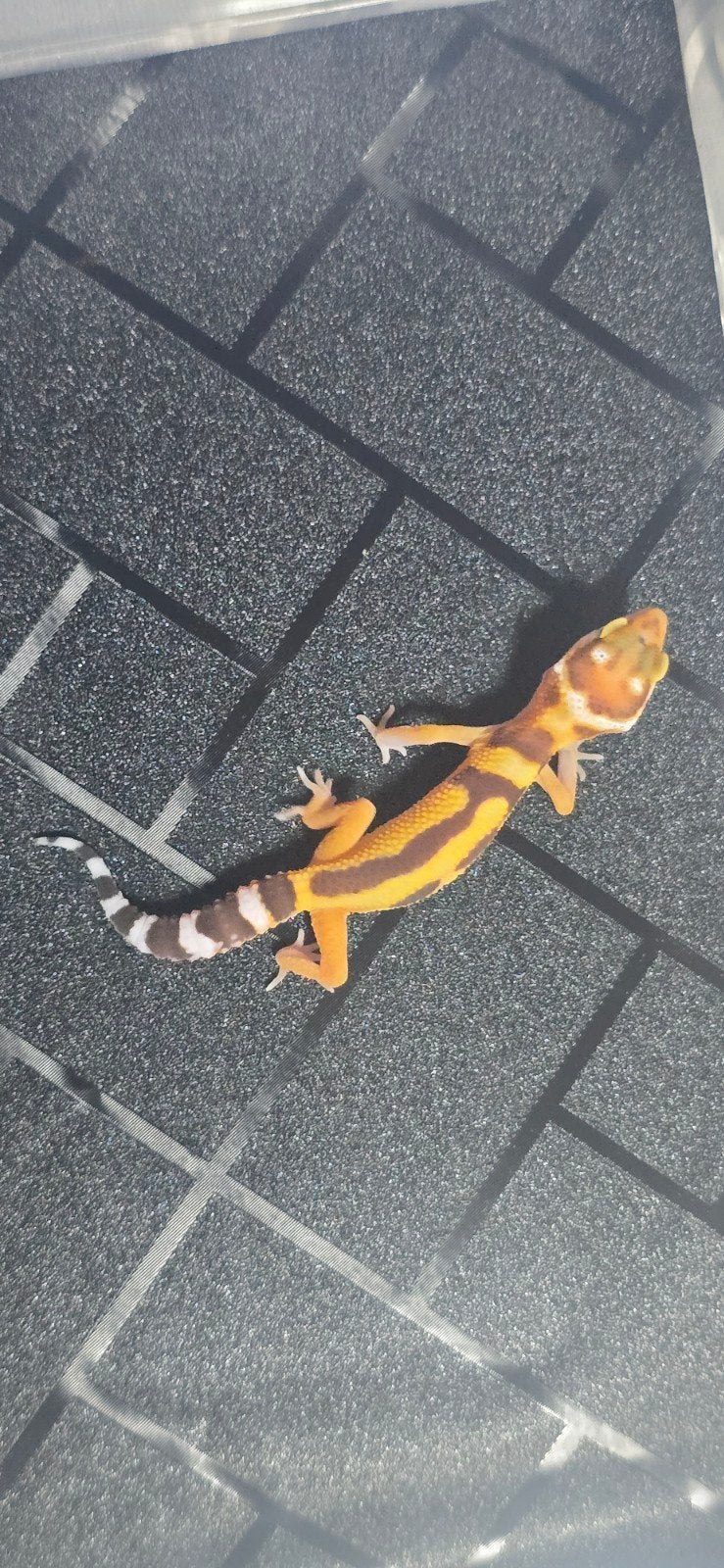 luipaardgekko 0.0.1, Dieren en Toebehoren