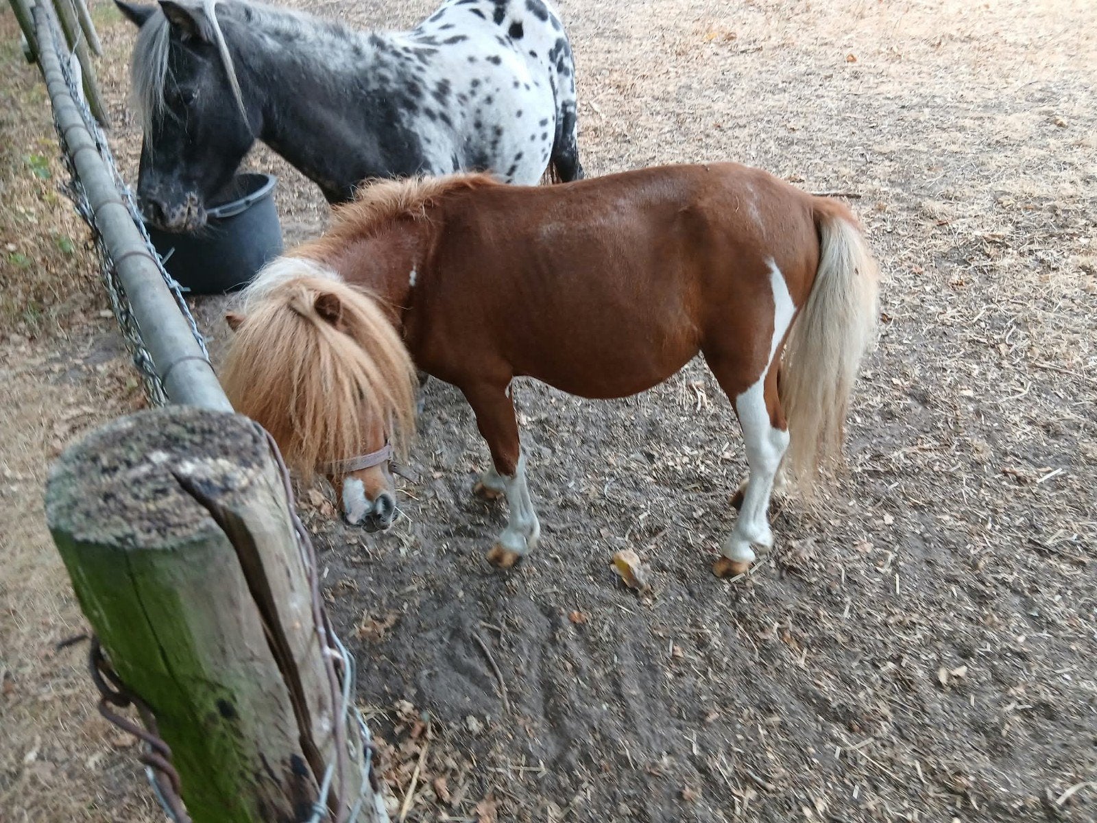 mini pony, Dieren en Toebehoren, Pony's, Gechipt