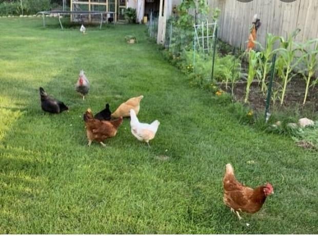 Vers eieren uit eigen tuin, Ophalen