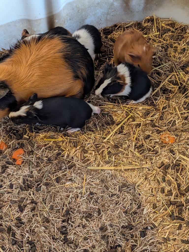 Cavia,s  1 week oud.  Als ze gespeend zijn mogen ze weg., Maart, Cavia