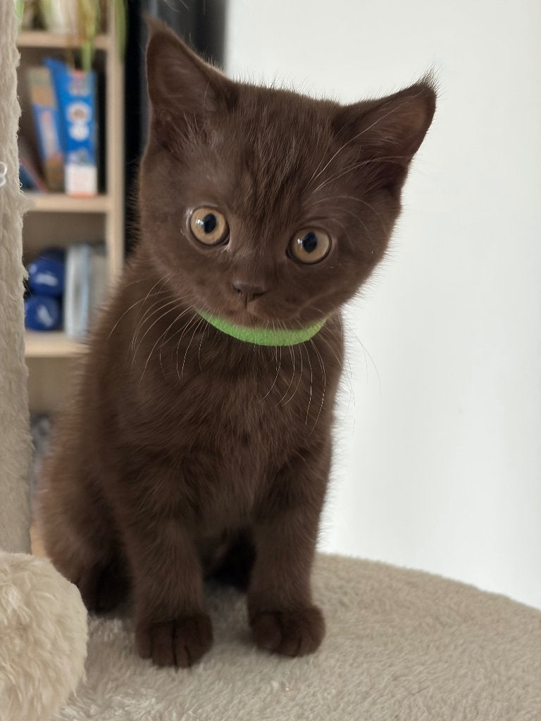 Brits Korthaar Kitten - Chocolate, Animaux & Accessoires, Chatte ou Chat, Avec puce électronique, 0 à 2 ans