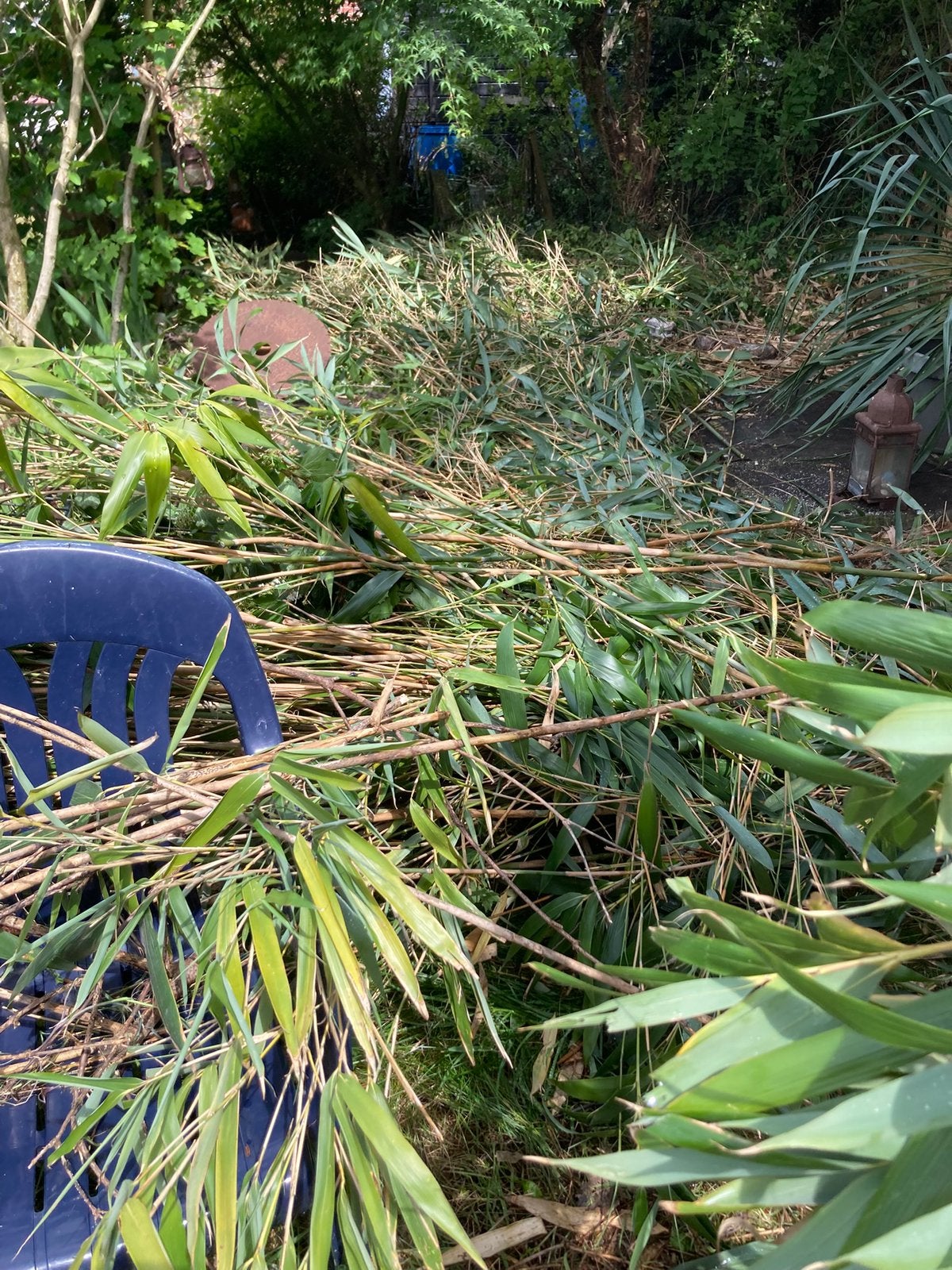 Gratis Bamboe, Tuin en Terras, Ophalen, Overige soorten