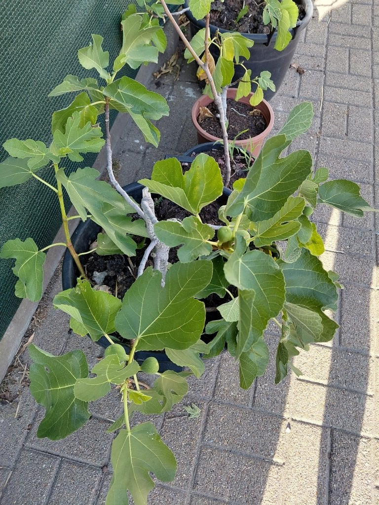 vijgeboom in groot pot, Ophalen, Lente, Volle zon, In pot