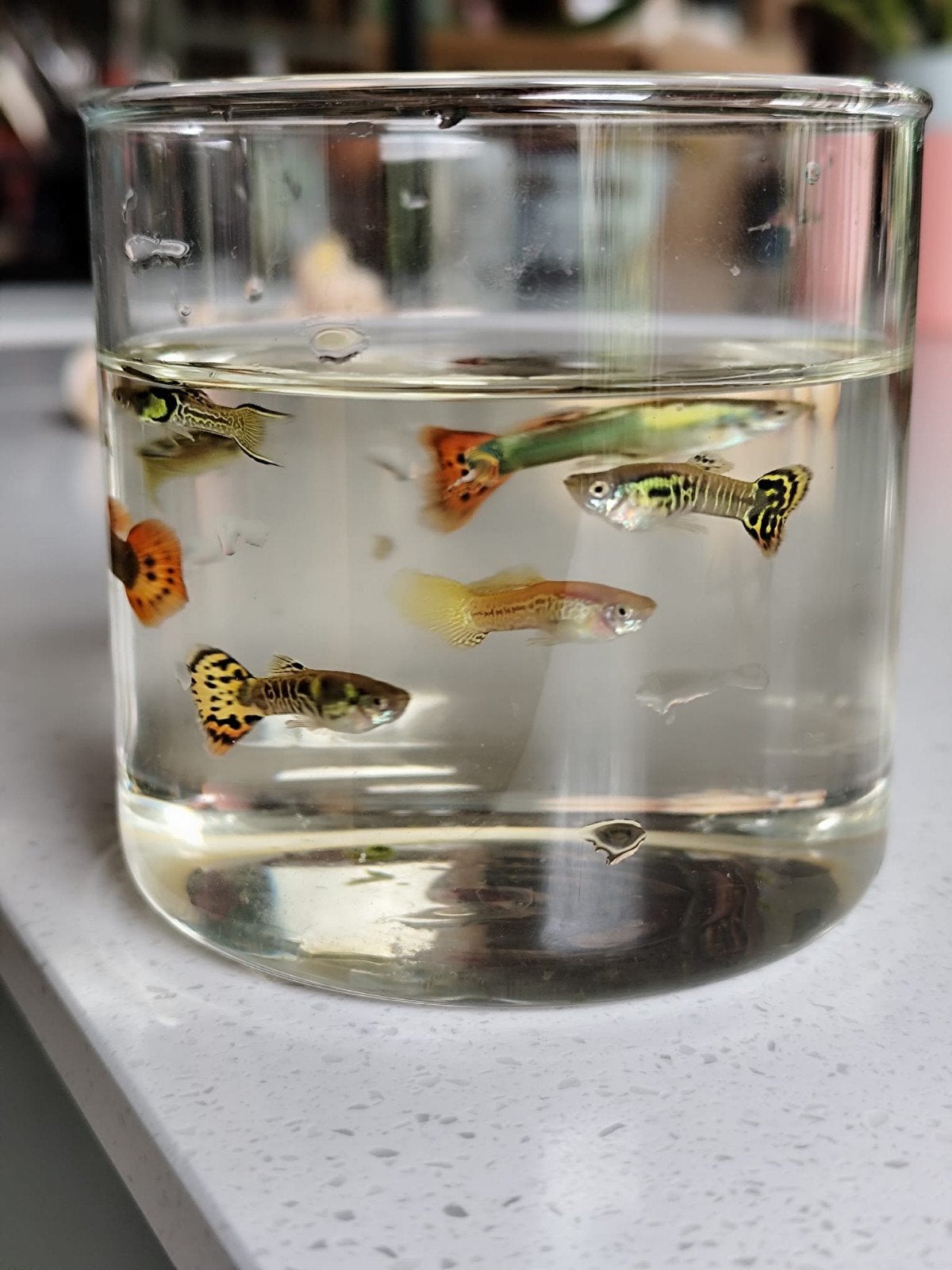 Mooie baby guppys en ouders, Dieren en Toebehoren