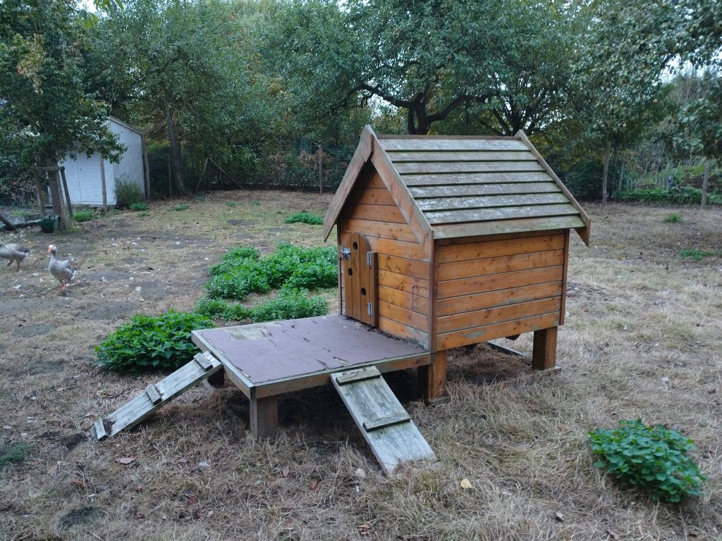 Geitenhok met terras, Dieren en Toebehoren, Geit