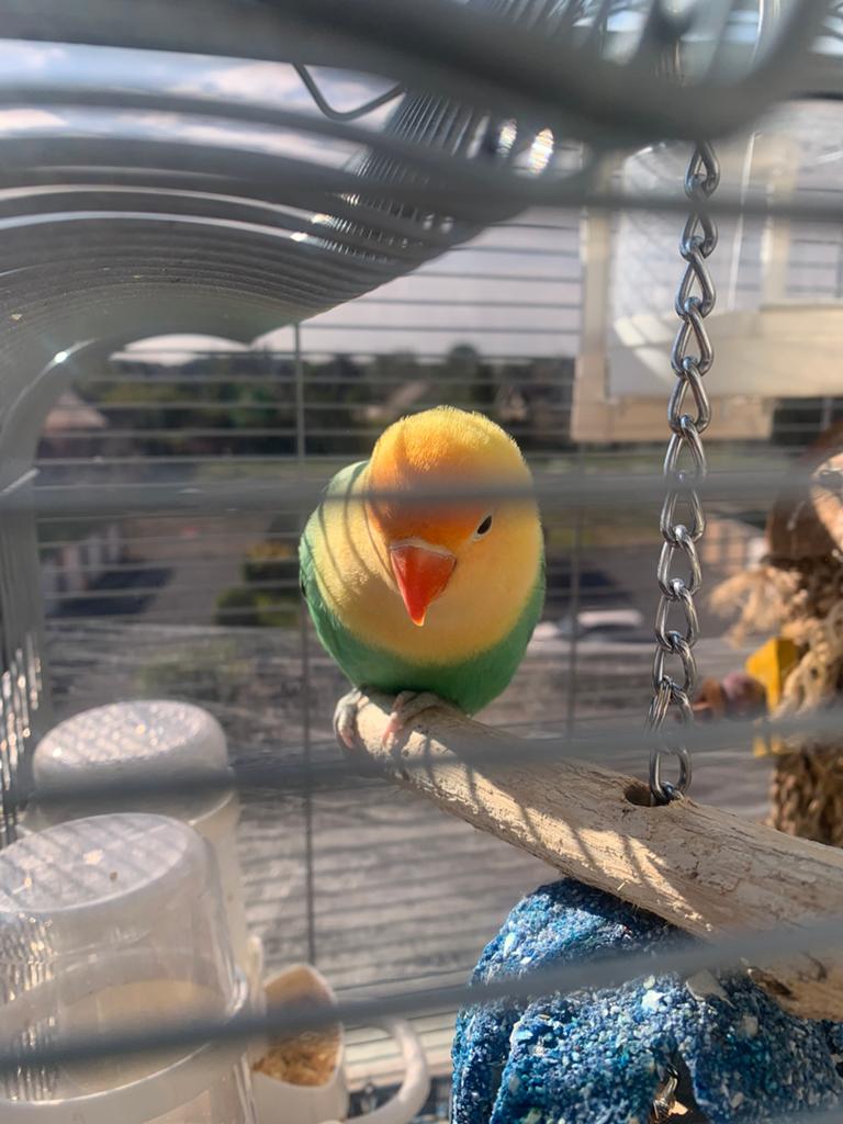 Vogel opaline, Dieren en Toebehoren, Vogels | Parkieten en Papegaaien