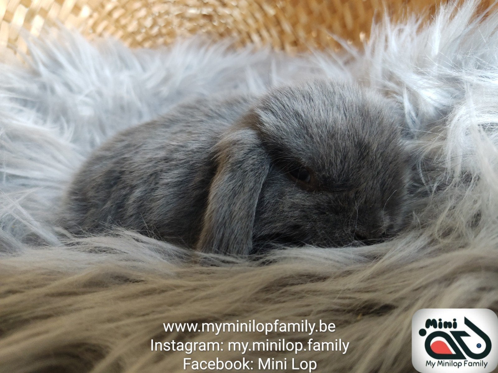 Minilop de race pure, lapin, bélier (transport possible), Mâle, Nain, Oreilles tombantes, 0 à 2 ans