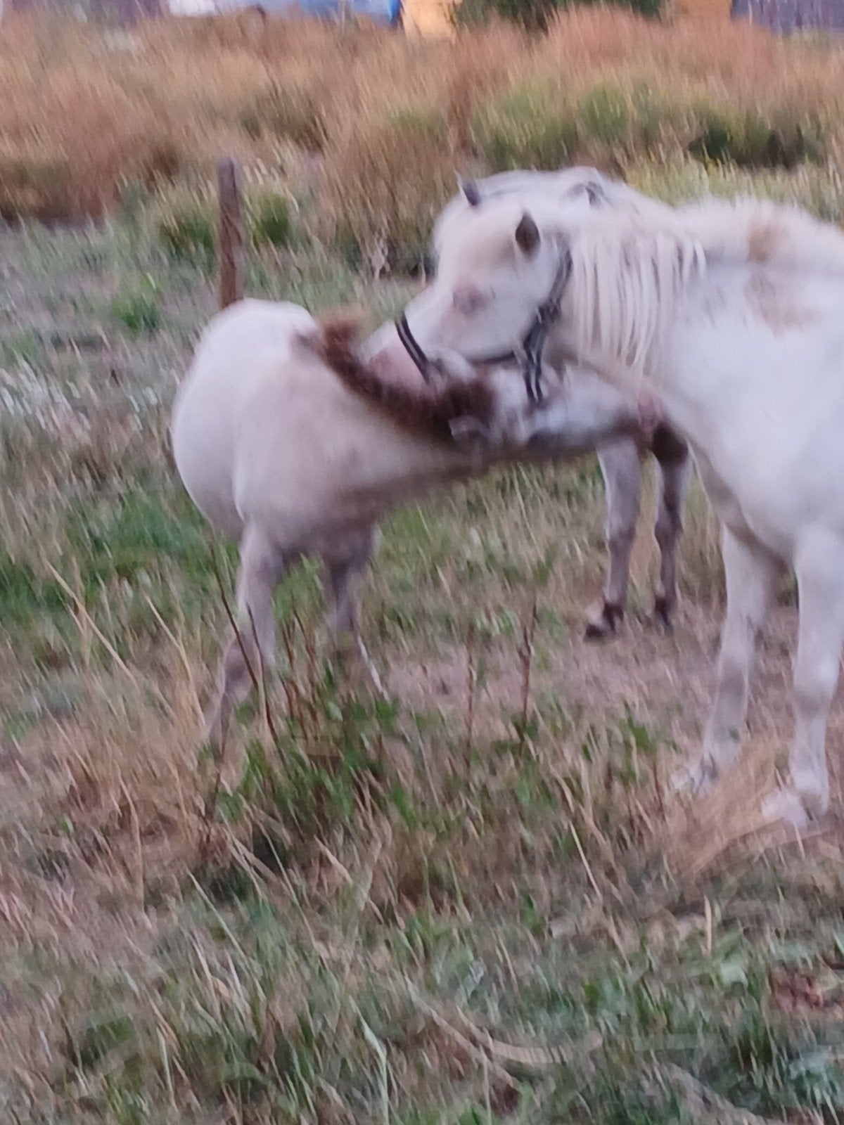 2 hengst veulens, Dieren en Toebehoren, Pony's, Hengst, A pony (tot 1.17m)