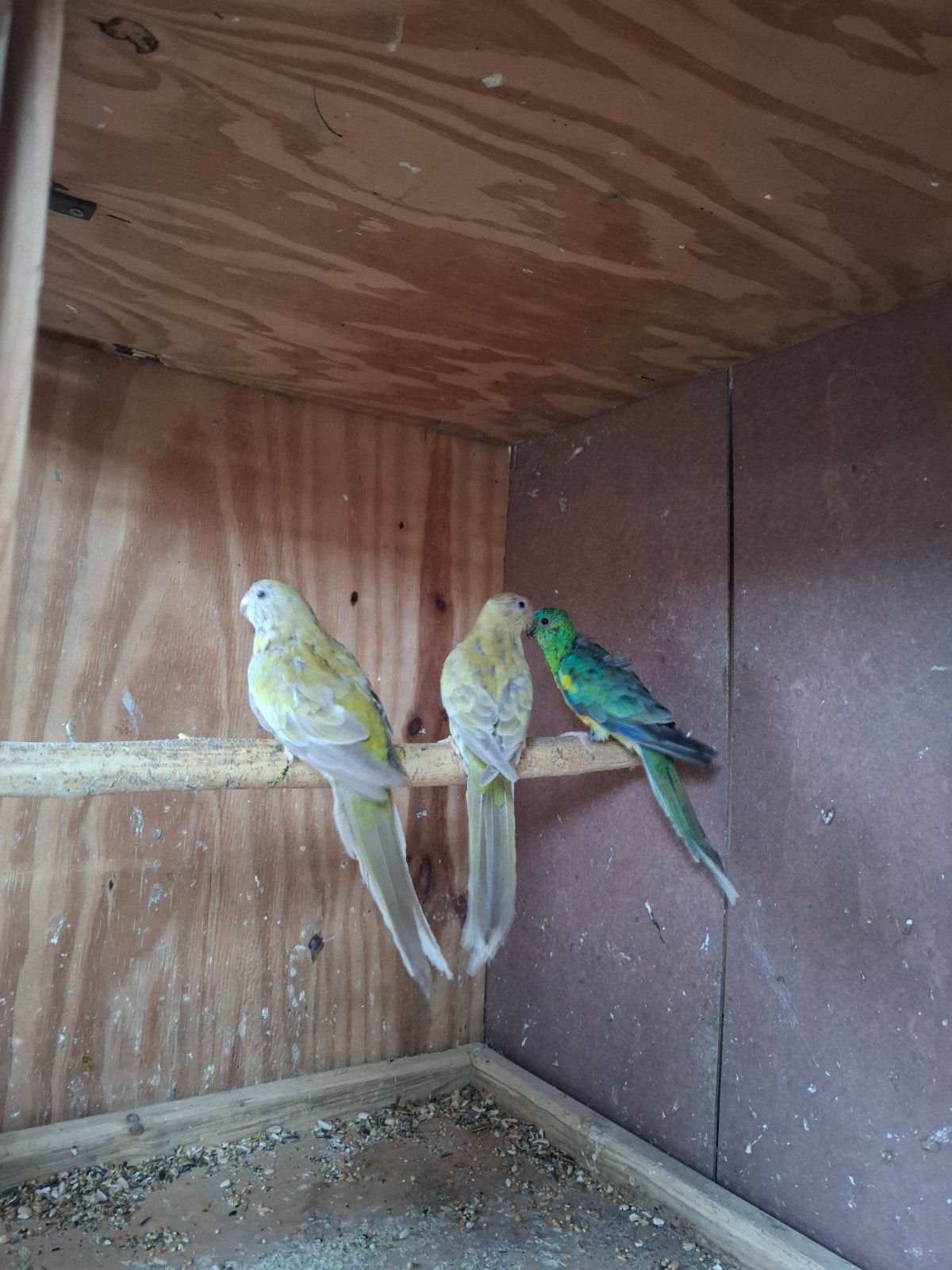 roodruggen, Dieren en Toebehoren, Vogels | Parkieten en Papegaaien, Meerdere dieren, Parkiet, Geringd