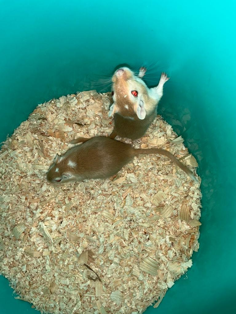 Gerbils, Dieren en Toebehoren, Knaagdieren, Juni, Mannelijk, Rat