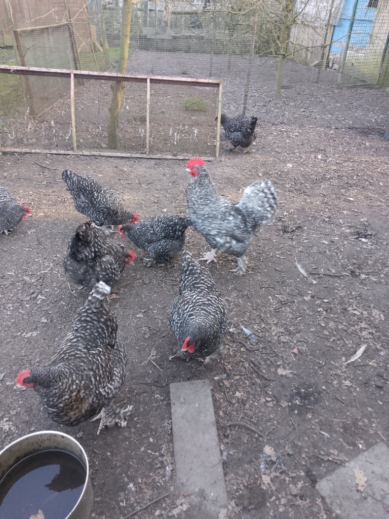 Mechelse Koekoek, Femelle, Poule ou poulet