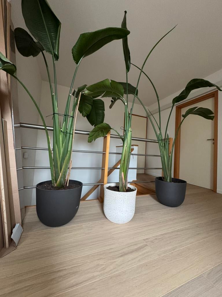 3 grote Strelitzia Nicolai kamerplanten (€100/st, incl pot), Maison & Meubles, Plantes d'intérieur, Autres espèces, 200 cm ou plus