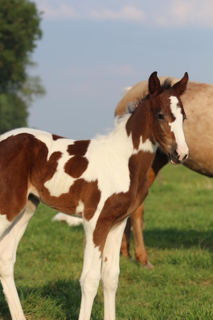 Beaux poulains BWP à vendre, 165 à 170 cm, Plusieurs animaux, Avec pedigree, Ne s'applique pas