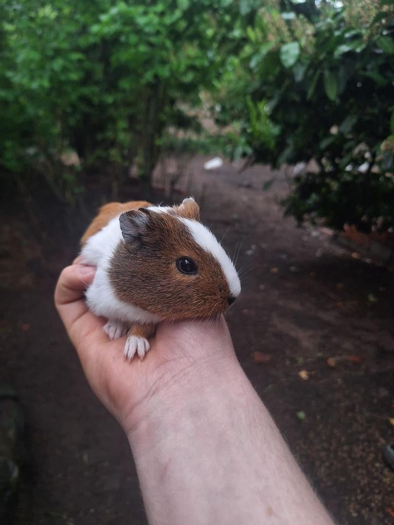 Cavia zeugjes, Mars, Domestique, Cobaye, Femelle