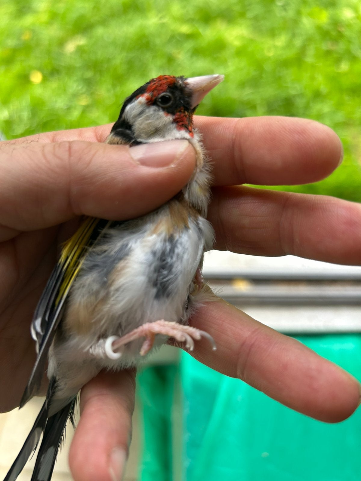 Male Klein distelvink 2025, Geringd