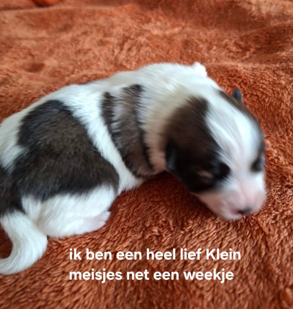 Puppy kleinkees, Dieren en Toebehoren, Parvo, België, Particulier, 8 tot 15 weken