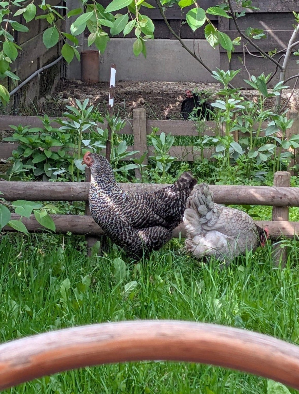 Poulet
